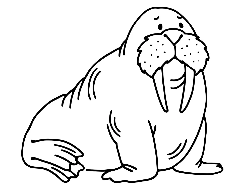 Раскраска – Большой морж