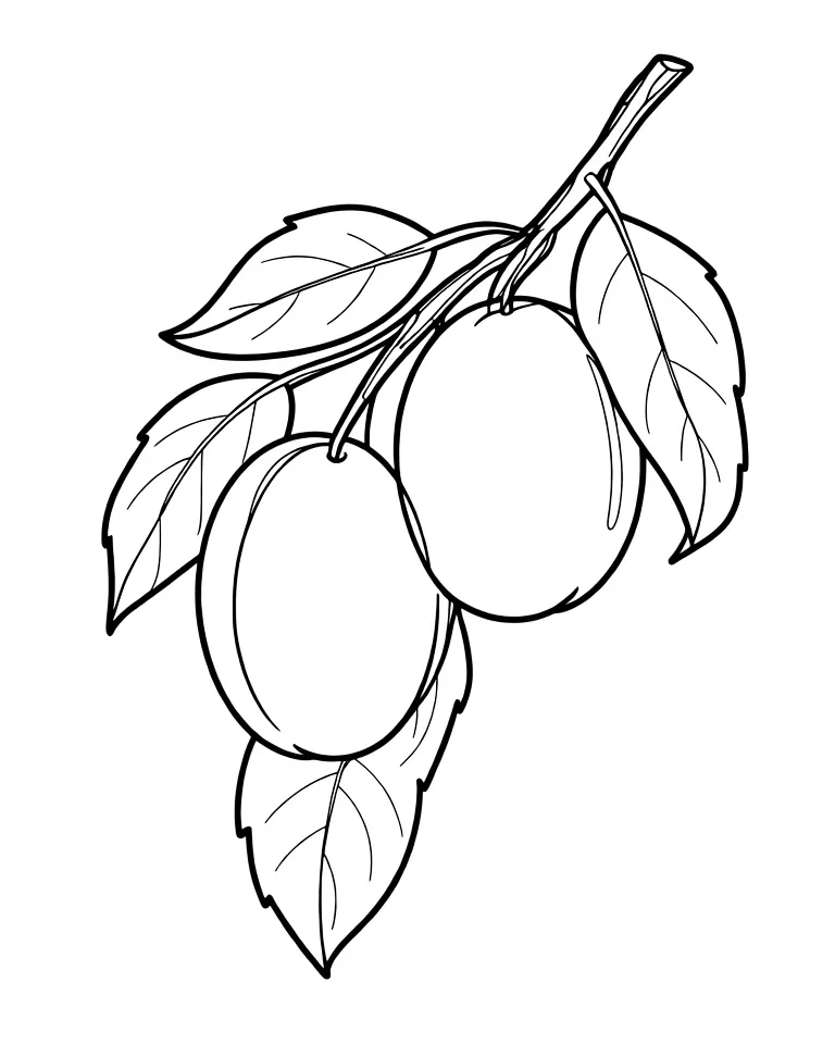 Раскраска – Две сливы