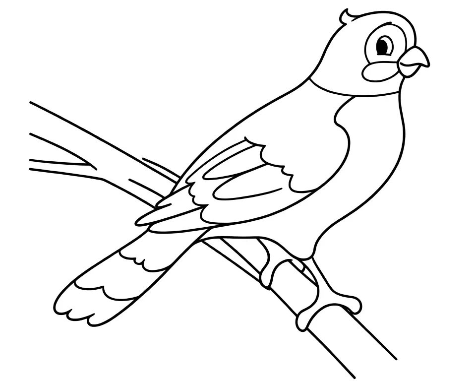 Раскраска – Голубь на ветке