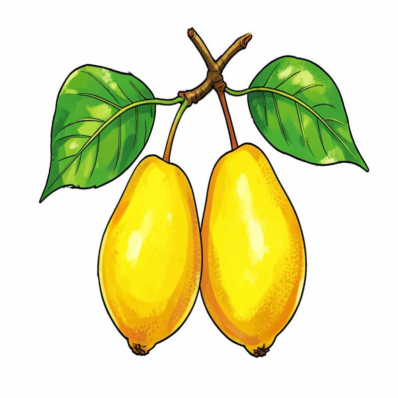 Раскраски – Груша