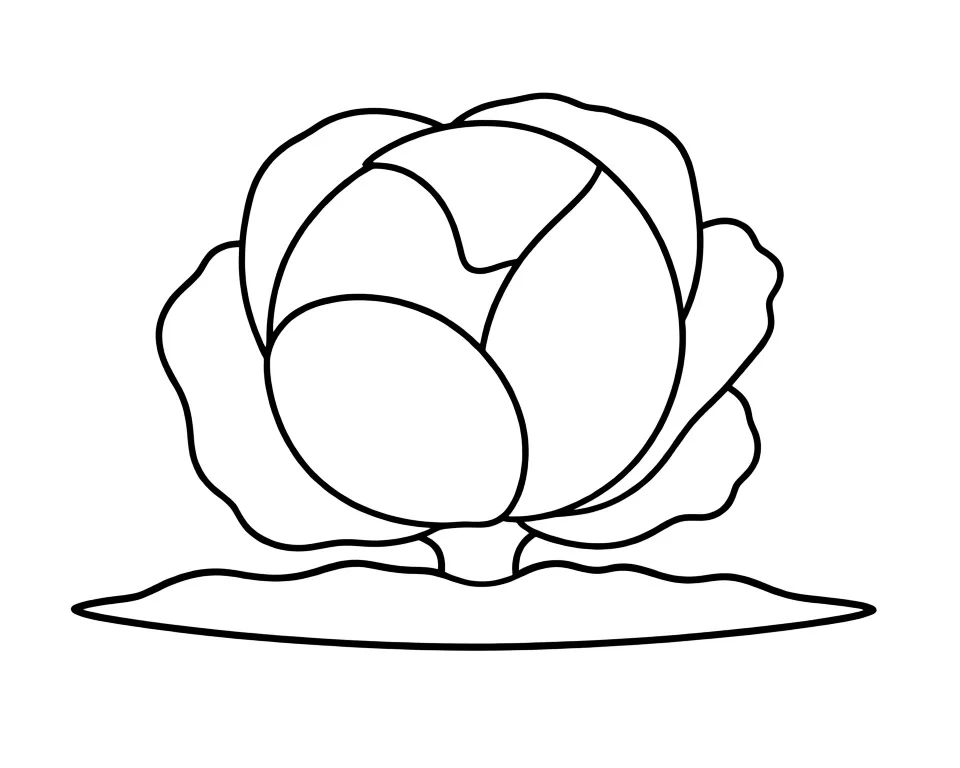 Раскраска – Капуста на грядке