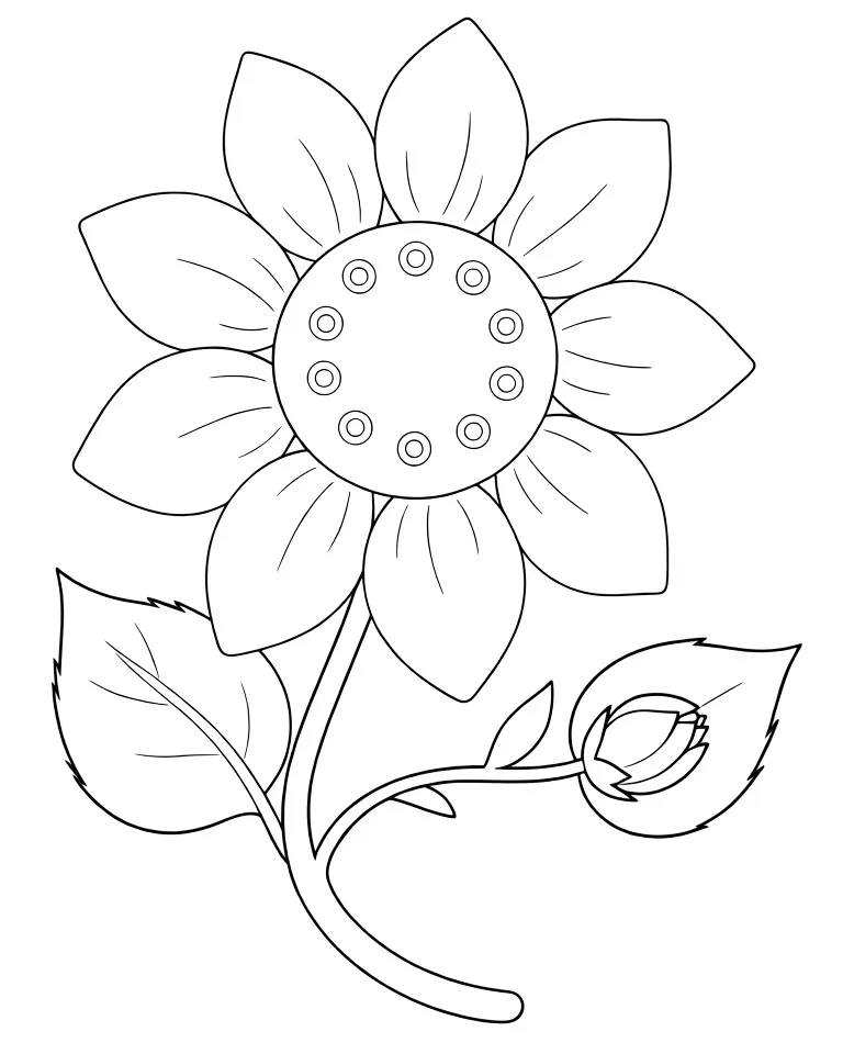 Раскраска – Красивый подсолнух