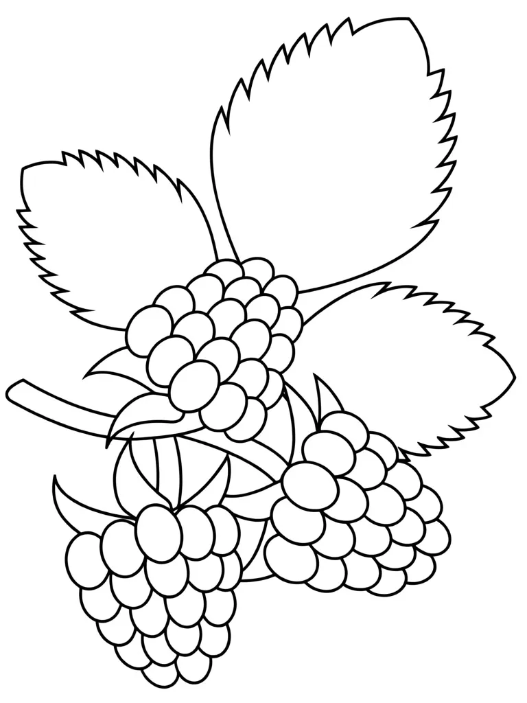 Раскраска – Малина на ветке
