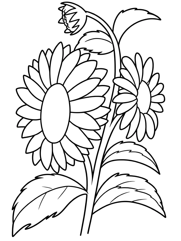 Раскраска – Пышный подсолнух