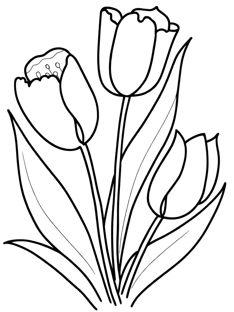 Раскраска – Три пышных тюлпана