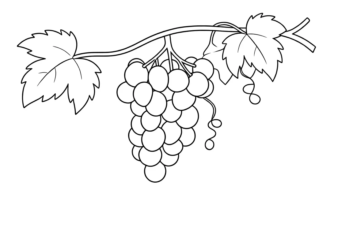 Раскраска – Виноградная лоза